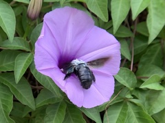 Xylocopa abbotti