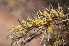 Acacia cambagei