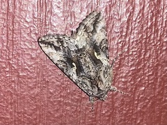 Autographa californica