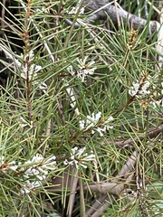 Hakea sericea