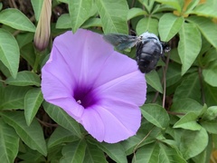 Xylocopa abbotti