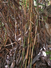 Bambusoideae