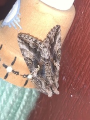 Autographa californica