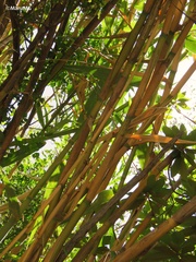 Bambusoideae
