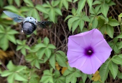 Xylocopa abbotti