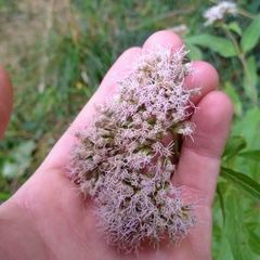 Eupatorium cannabinum