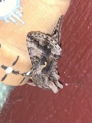 Autographa californica