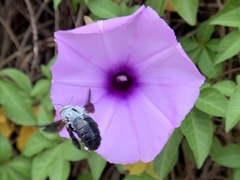 Xylocopa abbotti