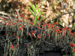 Cladonia