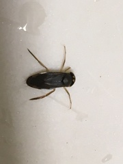 Corixini