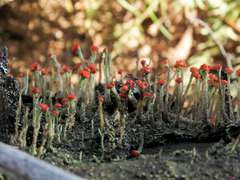 Cladonia