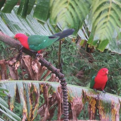 Alisterus scapularis