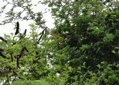 Setophaga discolor