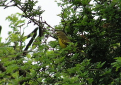 Setophaga discolor