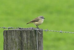 Acanthiza chrysorrhoa