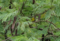 Setophaga discolor