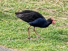 Porphyrio melanotus