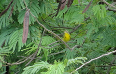 Setophaga discolor