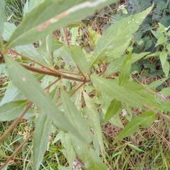 Eupatorium cannabinum