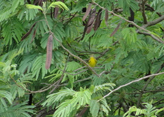Setophaga discolor
