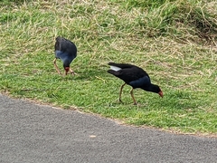 Porphyrio melanotus