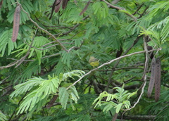 Setophaga discolor