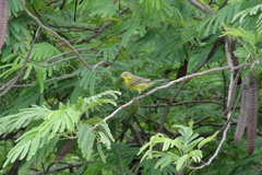 Setophaga discolor