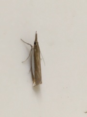 Crambus leachellus
