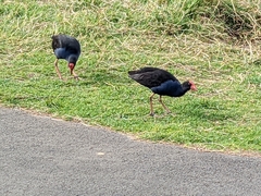Porphyrio melanotus