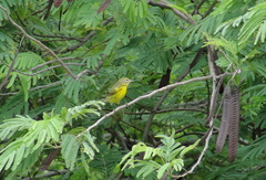 Setophaga discolor