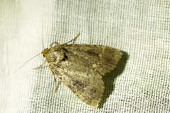 Amphipyra pyramidea