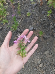 Chamaenerion colchicum