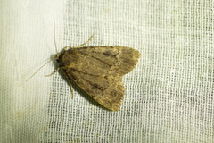 Amphipyra pyramidea