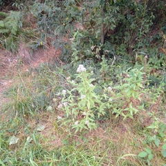 Eupatorium cannabinum