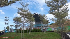 Terminalia molinetii