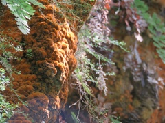Trentepohlia aurea