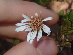 Olearia eremaea