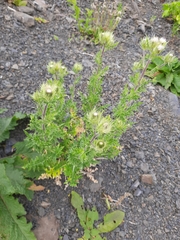 Cirsium obvallatum