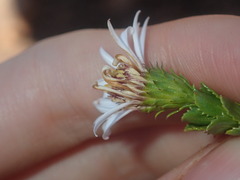 Olearia eremaea