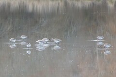 Limosa lapponica