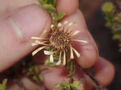 Olearia eremaea