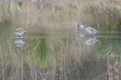Limosa lapponica