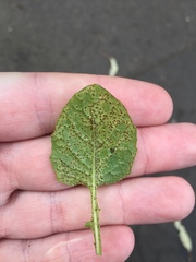 Puccinia lapsanae