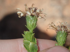 Olearia eremaea