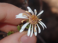 Olearia eremaea