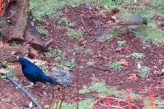 Ptilonorhynchus violaceus