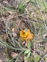Xerochrysum viscosum