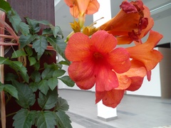 Campsis × tagliabuana