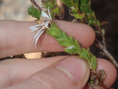 Olearia eremaea