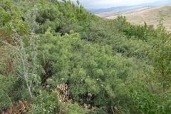 Rhamnus erythroxyloides
